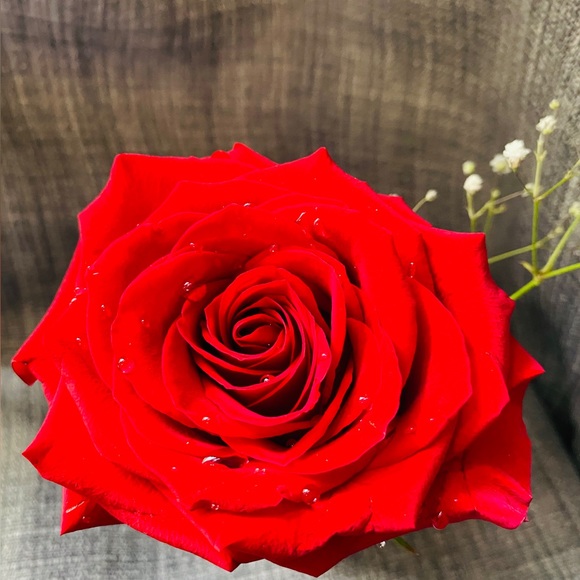 Meet your Posher, Penelope - Picture 1 of 1